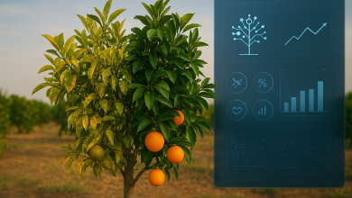 شجرة برتقال في حقل، نصفها صحي والنصف الآخر مصاب بمرض citrus greening (أوراق صفراء وثمار ضعيفة).