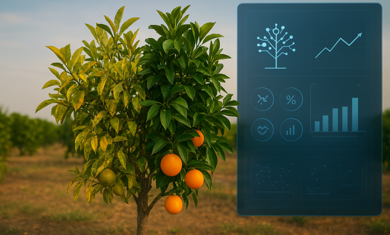 شجرة برتقال في حقل، نصفها صحي والنصف الآخر مصاب بمرض citrus greening (أوراق صفراء وثمار ضعيفة).