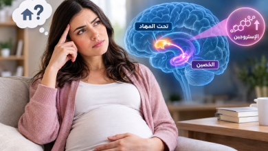 امرأة حامل تجلس وتضع يدها على رأسها في إشارة إلى النسيان، وبجوارها تصوير توضيحي للدماغ يبرز منطقتي تحت المهاد والحُصين والمسار العصبي المرتبط بالذاكرة، مع توضيح تأثير ارتفاع هرمون الإستروجين أثناء الحمل على وظائف الذاكرة وظاهرة ضباب الدماغ لدى الحوامل.