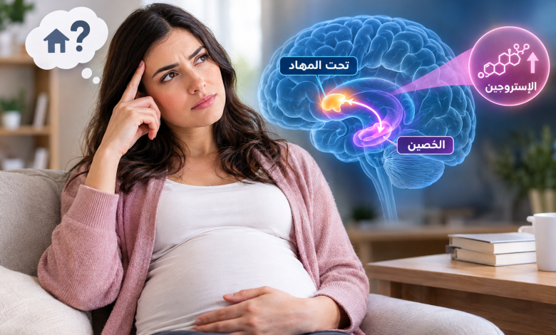 امرأة حامل تجلس وتضع يدها على رأسها في إشارة إلى النسيان، وبجوارها تصوير توضيحي للدماغ يبرز منطقتي تحت المهاد والحُصين والمسار العصبي المرتبط بالذاكرة، مع توضيح تأثير ارتفاع هرمون الإستروجين أثناء الحمل على وظائف الذاكرة وظاهرة ضباب الدماغ لدى الحوامل.