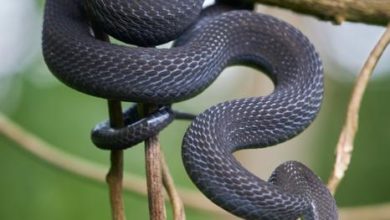 ثعبان Dasypeltis albigularis الجديد الذي اكتشفه العلماء في غابة هارينا بإثيوبيا، ويتميز بحلق أبيض ويتغذى حصريًا على بيض الطيور.