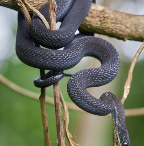 ثعبان Dasypeltis albigularis الجديد الذي اكتشفه العلماء في غابة هارينا بإثيوبيا، ويتميز بحلق أبيض ويتغذى حصريًا على بيض الطيور.