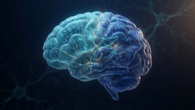 صورة ثلاثية الأبعاد لدماغ بشري توضح تطور منطقتين عصبيتين مختلفتين تمثلان أصلين خلويين منفصلين للدماغ الأمامي والأوسط والدماغ الخلفي وجذع الدماغ